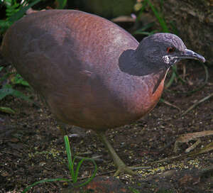 Tinamou brun