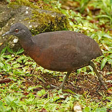 Tinamou brun