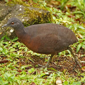 Tinamou brun