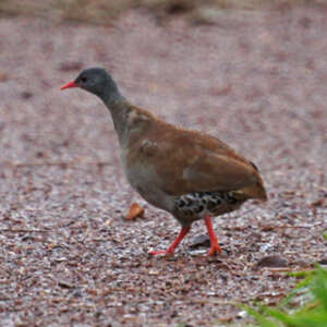 Tinamou tataupa