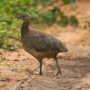 Tinamou vermiculé