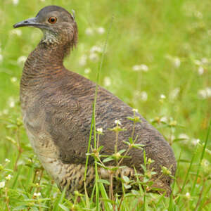 Tinamou vermiculé