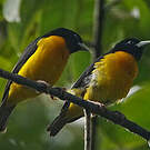 Tisserin bicolore