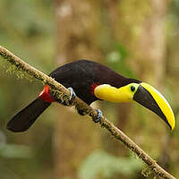 Toucan du Chocó