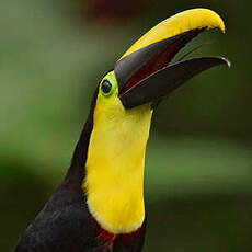 Toucan du Chocó