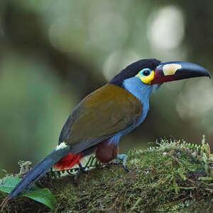 Toucan montagnard