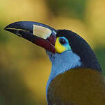 Toucan montagnard