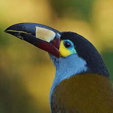 Toucan montagnard