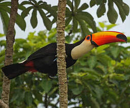 Toucan toco