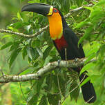 Toucan vitellin