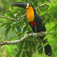 Toucan vitellin
