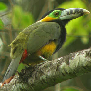 Toucanet à bec tacheté