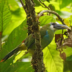 Toucanet à ceinture bleue