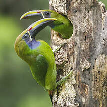 Toucanet émeraude