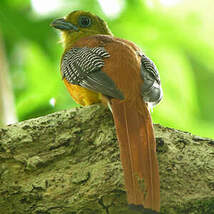 Trogon à poitrine jaune