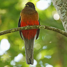 Trogon à queue barrée