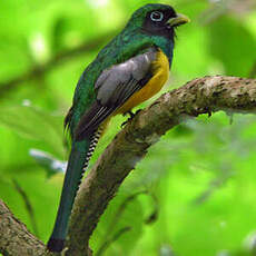 Trogon aurore