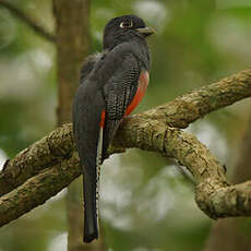 Trogon couroucou