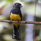 Trogon pattu