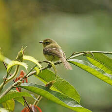 Tyranneau flavéole