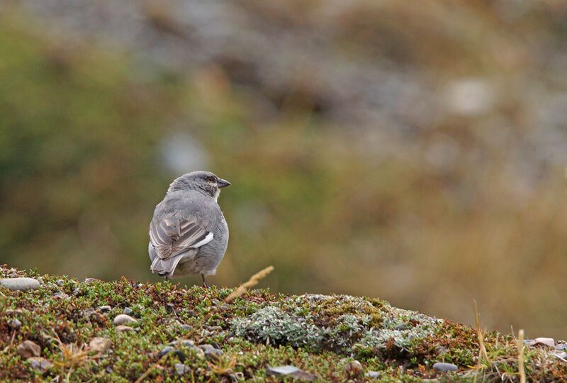 Idiopsar leucoptère
