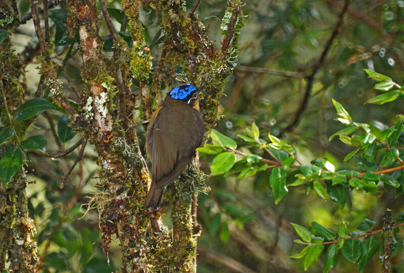 Blue-capped Ifrit