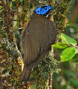 Blue-capped Ifrit