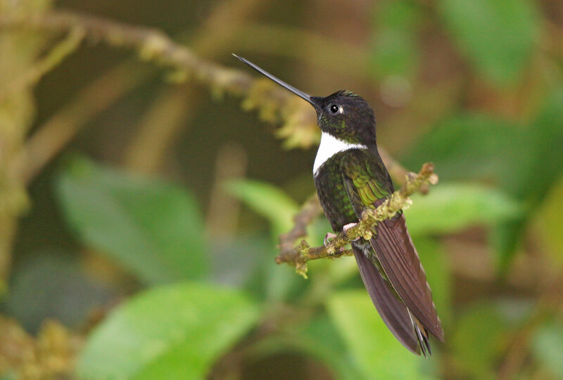 Collared Inca