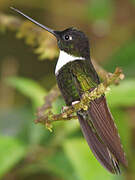 Collared Inca