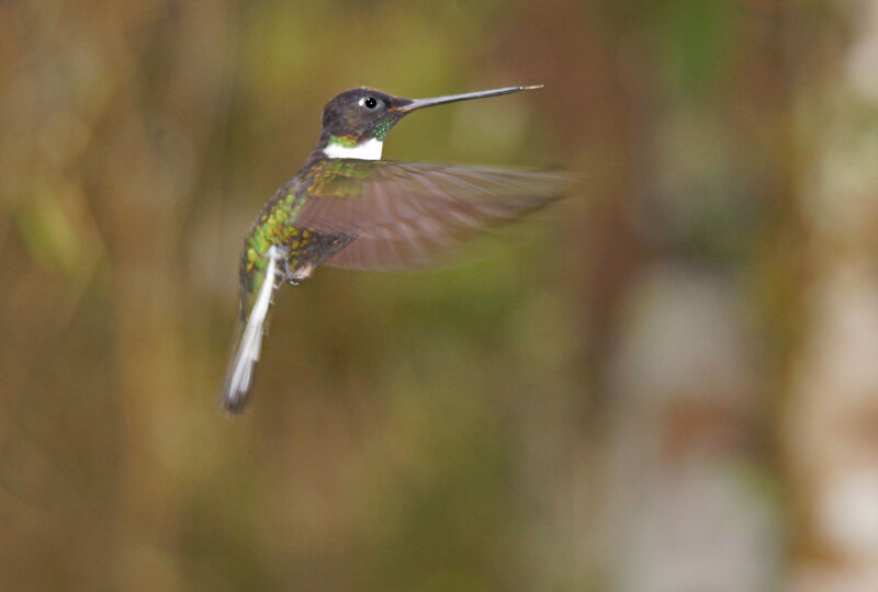 Collared Inca