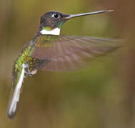 Collared Inca