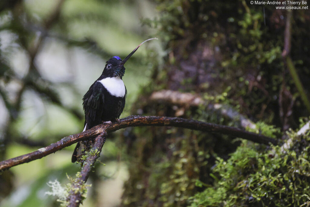 Collared Inca