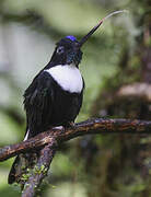 Collared Inca