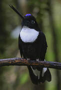 Collared Inca