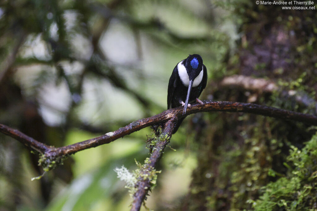 Collared Inca