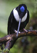 Collared Inca