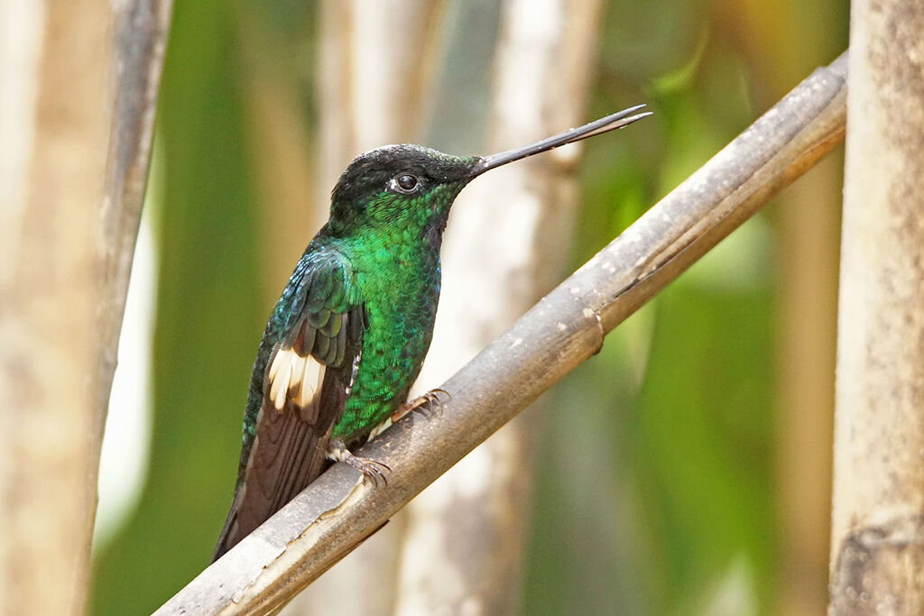 Buff-winged Starfrontlet