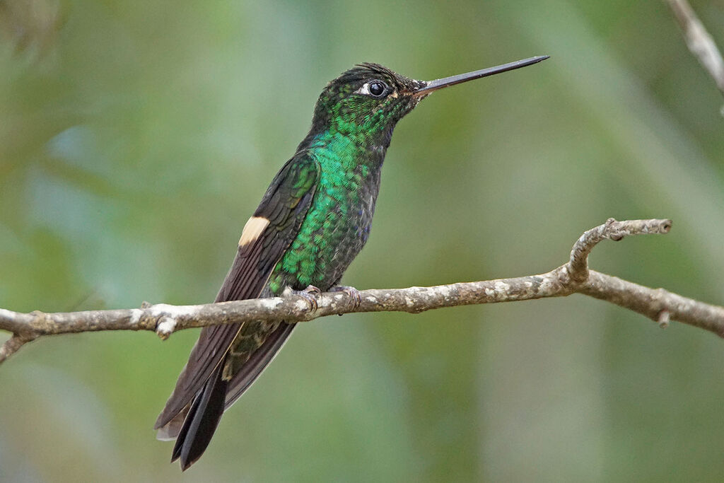 Buff-winged Starfrontlet