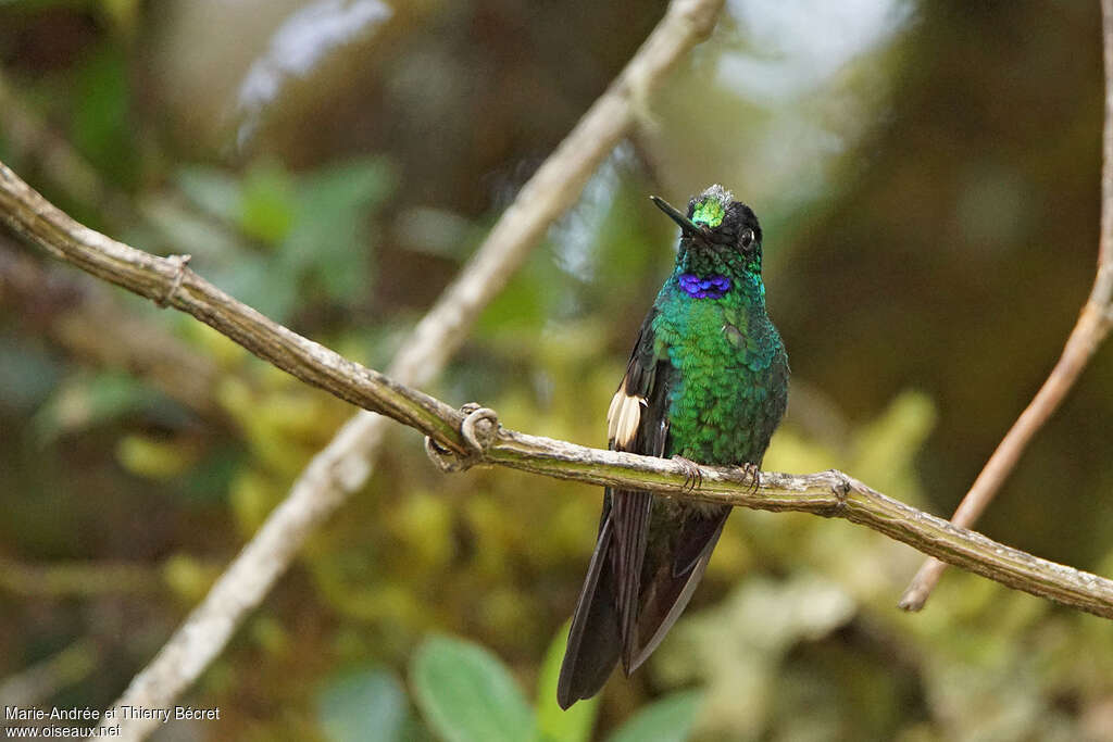 Buff-winged Starfrontlet male adult, close-up portrait, pigmentation