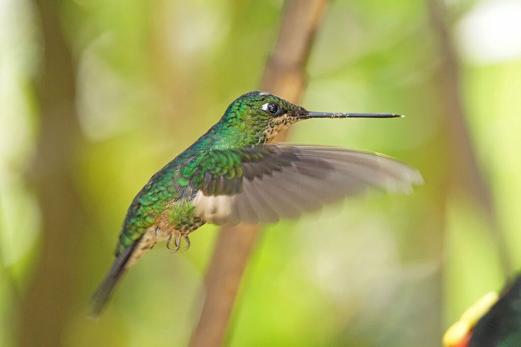 Buff-winged Starfrontlet