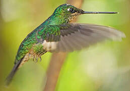 Buff-winged Starfrontlet