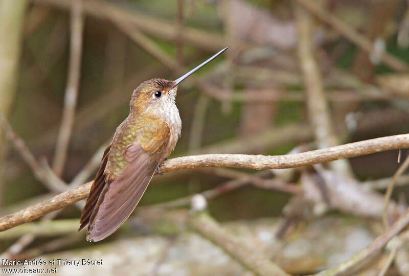 Bronzy Incaadult, identification