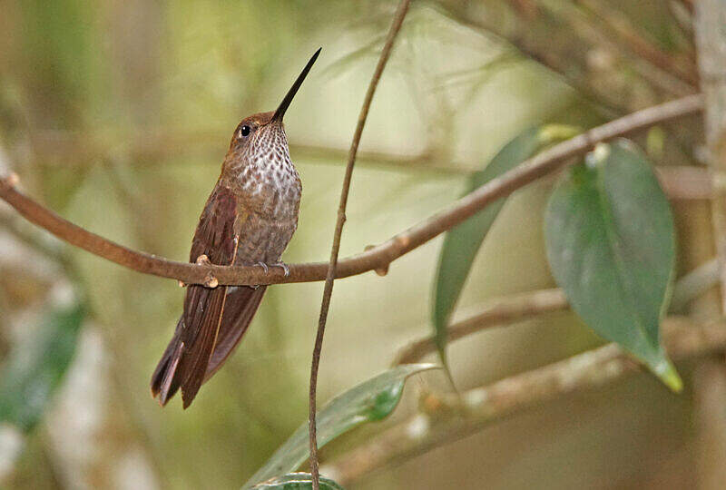 Inca céleste thbe219675