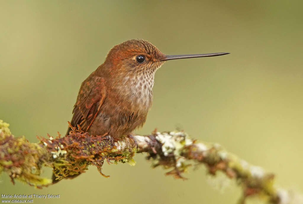 Bronzy Inca, close-up portrait