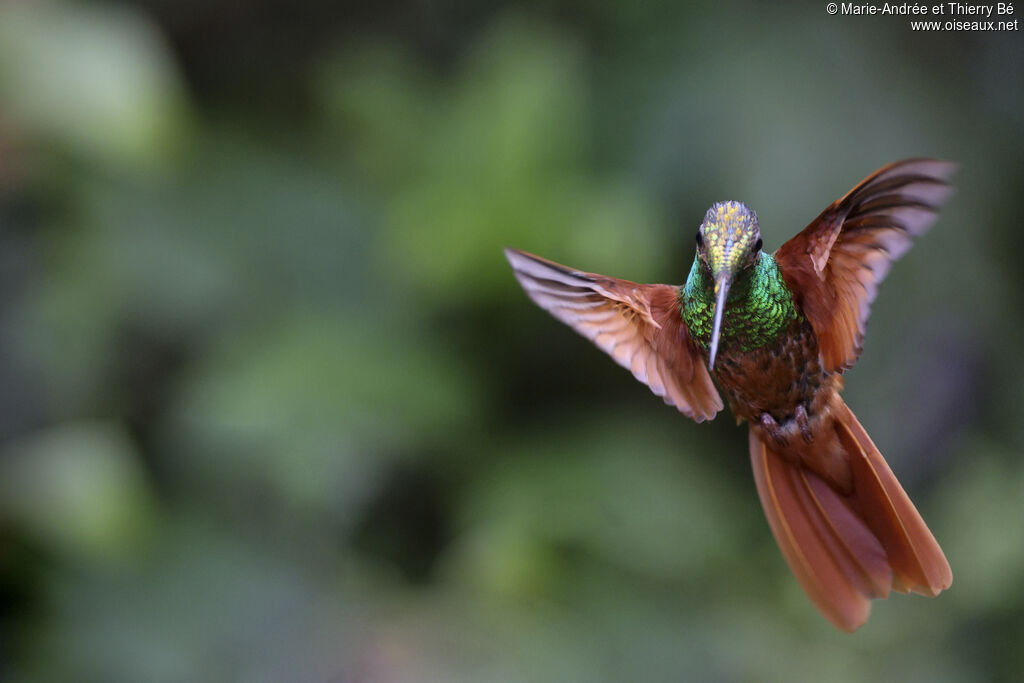 Inca iris