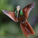 Inca iris