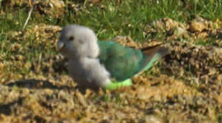 Grey-headed Lovebird