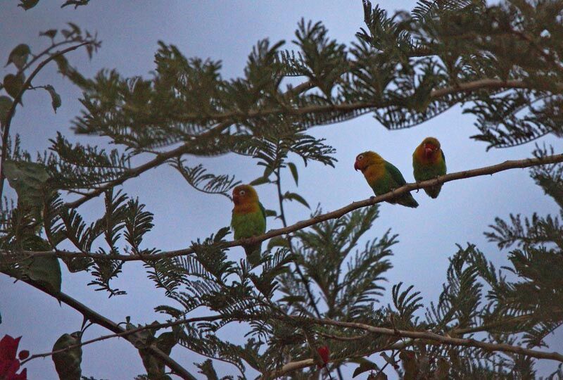 Fischer's Lovebird