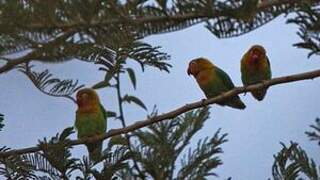 Fischer's Lovebird