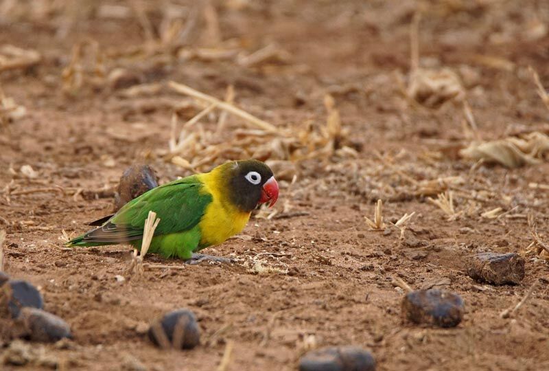 Yellow-collared Lovebird